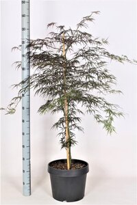 Acer pal. 'Garnet' 60-80 cm cont. 15L - afbeelding 6