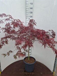 Acer pal. 'Garnet' 60-80 cm cont. 15L - afbeelding 3