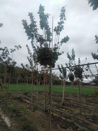 Acer plat. 'Globosum' 12-14 Hoogstam wortelgoed 2 X verplant - afbeelding 4