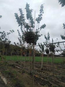 Acer plat. 'Globosum' 12-14 Hoogstam wortelgoed 2 X verplant - afbeelding 4