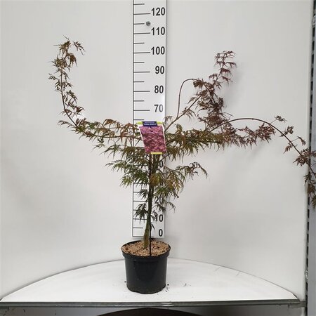 Acer pal. 'Inaba-shidare' 40-50 cm cont. 5,0L - afbeelding 2