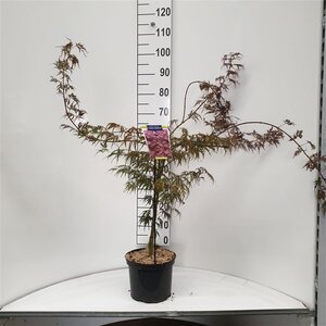 Acer pal. 'Inaba-shidare' 40-50 cm cont. 5,0L - afbeelding 2