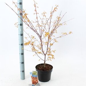 Acer pal. 'Katsura' 40-50 cm cont. 3,0L