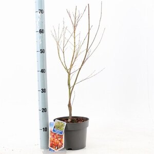 Acer pal. 'Katsura' 40-50 cm cont. 3,0L - afbeelding 4
