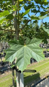 Acer platanoides 12-14 Hoogstam draadkluit 2 X verplant - afbeelding 5
