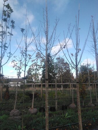 Acer platanoides 12-14 Hoogstam draadkluit 2 X verplant - afbeelding 4