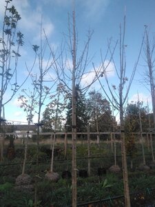 Acer platanoides 12-14 Hoogstam draadkluit 2 X verplant - afbeelding 4