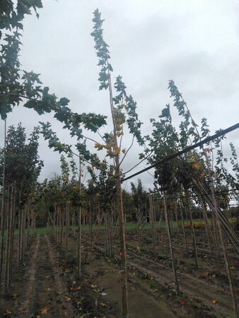 Acer platanoides 12-14 Hoogstam wortelgoed 2 X verplant - afbeelding 5
