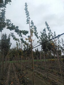 Acer platanoides 12-14 Hoogstam wortelgoed 2 X verplant - afbeelding 5