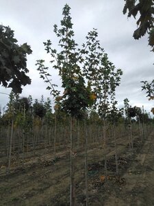 Acer platanoides 12-14 Hoogstam wortelgoed 2 X verplant - afbeelding 4