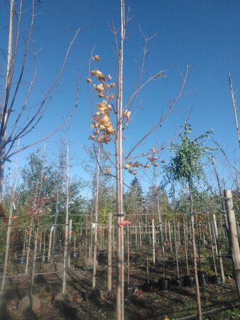 Acer platanoides 14-16 Hoogstam draadkluit 3 X verplant - afbeelding 1