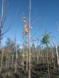 Acer platanoides 14-16 Hoogstam draadkluit 3 X verplant