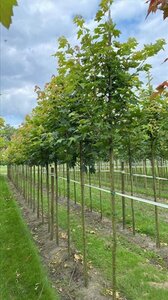 Acer platanoides 18-20 Hoogstam draadkluit 3 X verplant - afbeelding 5