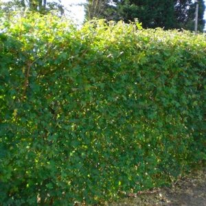 Acer platanoides 60-90 cm wortelgoed 2-jarig verplante zaailin