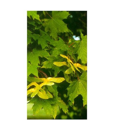 Acer platanoides 8-10 Hoogstam wortelgoed - afbeelding 8