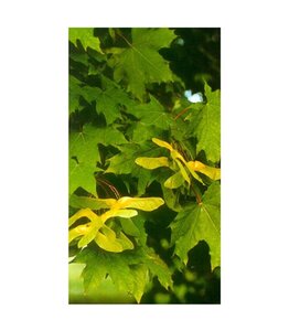 Acer platanoides 8-10 Hoogstam wortelgoed - afbeelding 8