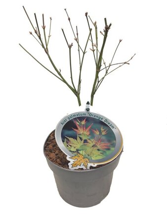 Acer pal. 'Orange Dream' 40-50 cm cont. 3,0L - afbeelding 3
