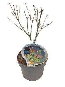 Acer pal. 'Orange Dream' 40-50 cm cont. 3,0L - afbeelding 3