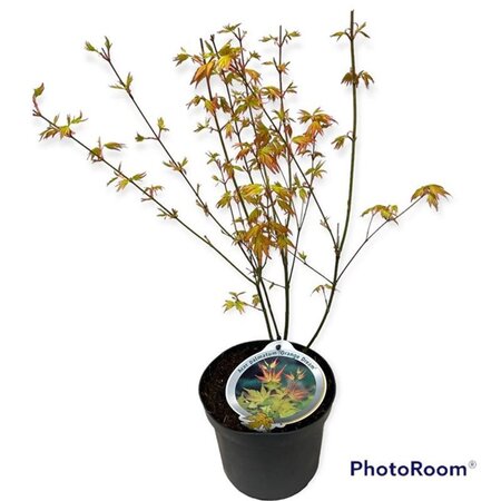 Acer pal. 'Orange Dream' 40-50 cm cont. 3,0L - afbeelding 5