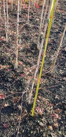 Acer pal. 'Orangeola' 60-80 cm met kluit - afbeelding 1