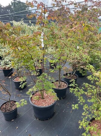 Acer pal. 'Osakazuki' 125-150 cm cont. 30L