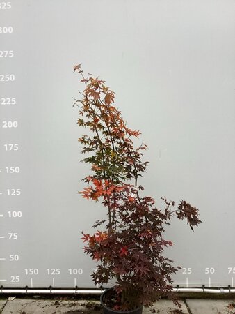 Acer pal. 'Osakazuki' 175-200 cm cont. 35L - afbeelding 4
