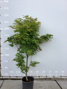 Acer pal. 'Osakazuki' 175-200 cm cont. 35L - image 3
