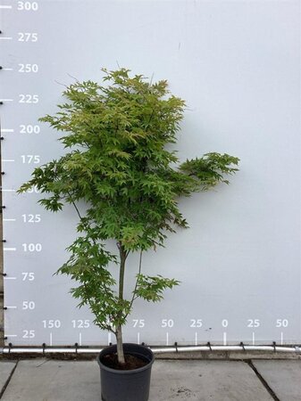 Acer pal. 'Osakazuki' 175-200 cm cont. 35L - image 2