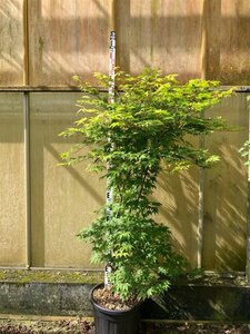 Acer pal. 'Osakazuki' 175-200 cm cont. 35L