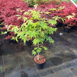 Acer pal. 'Osakazuki' 60-80 cm cont. 5,0L - afbeelding 3