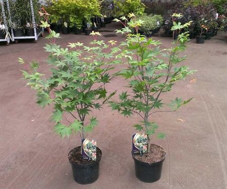 Acer pal. 'Osakazuki' 60-80 cm cont. 5,0L - afbeelding 4