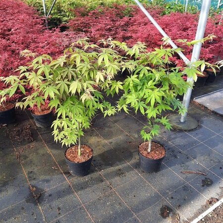 Acer pal. 'Osakazuki' 60-80 cm cont. 5,0L - afbeelding 5
