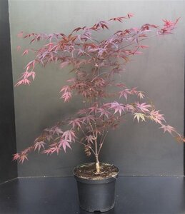 Acer pal. 'Osakazuki' 60-80 cm cont. 5,0L - afbeelding 6