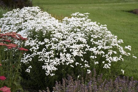 Achillea ptar. 'Peter Cottontail' geen maat specificatie 0,55L/P9cm