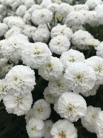 Achillea ptar. 'Peter Cottontail' geen maat specificatie 0,55L/P9cm - afbeelding 2