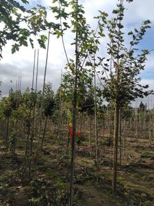 Acer plat. Princeton Gold 6-8 Hoogstam wortelgoed