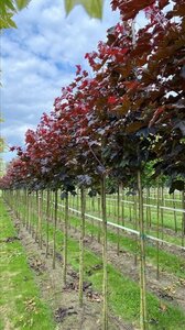 Acer plat. 'Royal Red' 18-20 Hoogstam draadkluit 3 X verplant - afbeelding 2