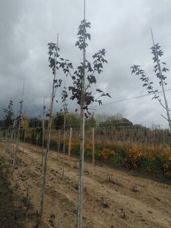 Acer plat. 'Royal Red' 8-10 Hoogstam wortelgoed - afbeelding 4