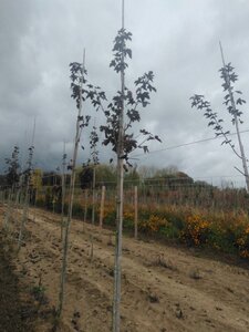 Acer plat. 'Royal Red' 8-10 Hoogstam wortelgoed - afbeelding 4