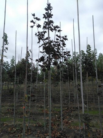 Acer plat. 'Royal Red' 8-10 Hoogstam wortelgoed - afbeelding 3