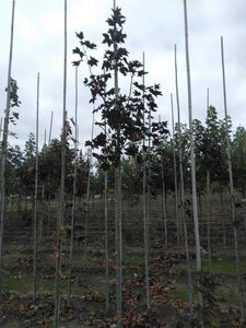 Acer plat. 'Royal Red' 8-10 Hoogstam wortelgoed - afbeelding 3