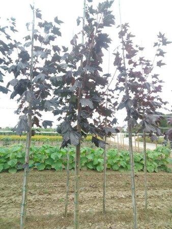 Acer plat. 'Royal Red' 8-10 Hoogstam wortelgoed - afbeelding 2