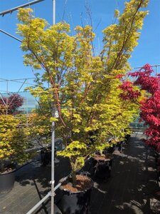 Acer pal. 'Sangokaku' 200-250 cm cont. 70L single