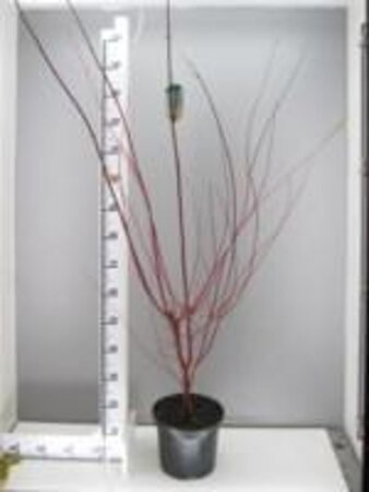 Acer pal. 'Sangokaku' 80-100 cm cont. 5,0L