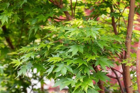 Acer pal. 'Sangokaku' geen maat specificatie draadkluit oude karakterboom - afbeelding 1