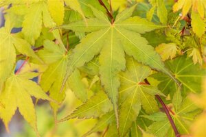 Acer pal. 'Sangokaku' geen maat specificatie draadkluit oude karakterboom - afbeelding 2