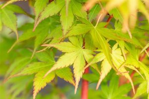 Acer pal. 'Sangokaku' geen maat specificatie draadkluit oude karakterboom - afbeelding 3