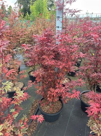Acer pal. 'Skeeter's Broom' 100-125 cm cont. 18L