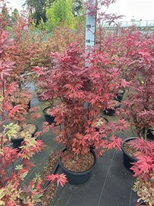 Acer pal. 'Skeeter's Broom' 100-125 cm cont. 18L