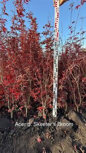 Acer pal. 'Skeeter's Broom' 80-100 cm met kluit